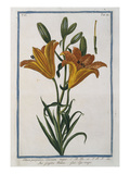Lilly; Lilium Purpureo. Hortus Romanus Giclee-trykk av Giorgio Bonelli