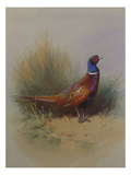 A Cock Pheasant Reproduction procédé giclée par Archibald Thorburn