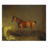 A Portrait of 'Marshall' a Bay Racehorse, in a Stall Giclee Print by Edward Troye