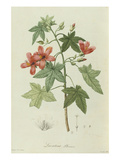 Lavatera Phoenicea. the Garden at Malmaison; Jardin De La Malmaison Impressão giclée por Etienne-Pierre Ventanat