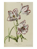 Tulip, from 'Hortus Nitidissimis Omnem Per Annum Superbiens Floribus' Giclee Print by Christoph Jacob Trew