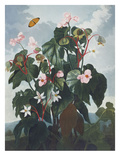 Oblique Leaved Begonia.   from 'New Illustrations of the Sexual System of C Giclee Print by Robert John Thornton
