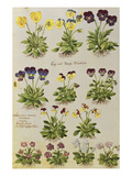 Joachim Camerarius - Pansies and Violas. from 'Camerarius Florilegium' - Giclee Baskı Joachim Camerarius - Pansies and Violas. from 'Camerarius Florilegium' - Giclee Baskı