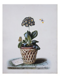 An Auricula in a Pot in a Basket Cachepot, with a Painted Lady and Orange Tip Butterflies Giclée-Druck von Augusta Withers