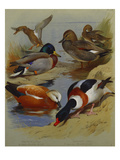 Mallard, Gadwell, Ruddy Shelduck, Common Shelduck Giclee Print by Archibald Thorburn