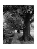 House & Garden - July 1948 Photographic Print by André Kertész
