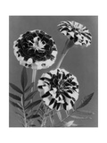 House & Garden - May 1941 Photographic Print by J. Horace McFarland