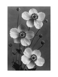 House & Garden - October 1934 Photographic Print by J. Horace McFarland