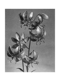 House & Garden - March 1942 Photographic Print by J. Horace McFarland