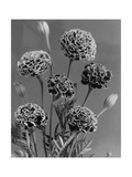 House & Garden - January 1934 Photographic Print by J. Horace McFarland