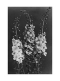 House & Garden - February 1940 Photographic Print by J. Horace McFarland
