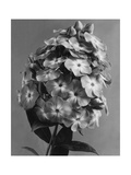 House & Garden - May 1939 Photographic Print by J. Horace McFarland