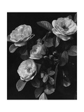 House & Garden - March 1944 Photographic Print by J. Horace McFarland