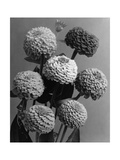 House & Garden - May 1941 Photographic Print by J. Horace McFarland
