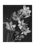 House & Garden - February 1944 Photographic Print by J. Horace McFarland
