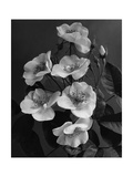 House & Garden - June 1938 Photographic Print by J. Horace McFarland