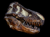A Genuine Fossilized Skull of a T. Rex Photographic Print by  Stocktrek Images