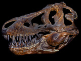 A Genuine Fossilized Skull of a T. Rex Photographie par  Stocktrek Images