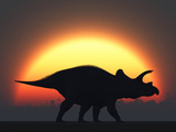 A Silhouetted Triceratops Strolling Past a Setting Sun at the End of a Prehistoric Day Photographic Print by  Stocktrek Images