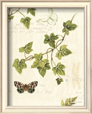 Ivies and Ferns II Posters by Lisa Audit