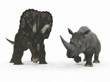 An Adult Nedoceratops Compared to a Modern Adult White Rhinoceros Photographic Print by  Stocktrek Images