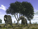 Nedoceratops Graze Beneath a Giant Oak Tree Photographic Print by  Stocktrek Images