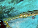Trumpetfish (Aulostomus Maculatus) Close-Up of Head Photographic Print by  Stocktrek Images