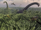 Diplodocus Dinosaurs of the Sauropod Family Photographic Print by  Stocktrek Images