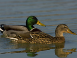 Male and Female Mallard Ducks, Anas Platyrhynchos, Swimming Photographic Print by Joe Petersburger