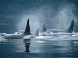 Orca (Orcinus Orca) Group Surfacing, Johnstone Strait, British Columbia, Canada Photographic Print by Flip Nicklin/Minden Pictures