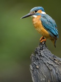 An Adult Male Common Kingfisher,Alcedo Atthis, Perches on a Branch Photographic Print by Joe Petersburger