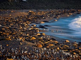 Gold Harbor Beach with Breeding Elephant Seals and King Penguins Photographie par Paul Nicklen