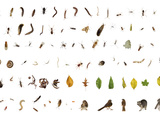 Deciduous Forest Species Collected Within a One Cubic Foot Container Photographic Print by David Liittschwager