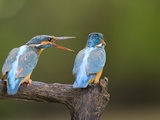 Female Squawks at Male Common Kingfisher, Alcedo Atthis Photographic Print by Joe Petersburger