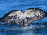 A Narwhal Revealing its Heart-Shaped Fluke During a Deep Dive Photographie par Paul Nicklen