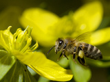 A Honeybee Alights on a Winter Aconite or Wolf's Bane Flower Photographic Print by Joe Petersburger