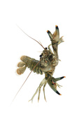 A Bigclaw Crayfish Collected from a Fresh Water River Sample Photographic Print by David Liittschwager