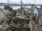 Komi Reindeer Herders Hold Up Temporary Pen Against Crush of Animals Photographic Print by Gordon Wiltsie