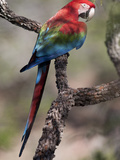 Portrait of a Green-Winged Macaw, Ara Chloropterus, Perched in a Tree Photographic Print by Roy Toft