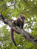 Ring-Tailed Coati or Coatimundi, Nasua Nasua, in a Tree Photographic Print by Roy Toft