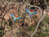 Pair of Green-Winged Macaws, Ara Chloroptera, in Flight Photographic Print by Roy Toft