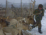 A Nomadic Komi Reindeer Herder Drags Reluctant Reindeer to Pull Sleds Photographie par Gordon Wiltsie