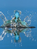An Adult Male Common Kingfisher, Alcedo Atthis, Dives into the Water Photographie par Joe Petersburger