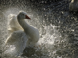 A Duck Splashes in the Water of Lake Banyoles Photographic Print by Tino Soriano