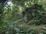 An Abandoned Taro Farmer's Shack in a Lush Rain Forest on Molokai Photographic Print by Pete Ryan