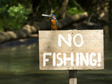 Adult Male Common Kingfisher, Alcedo Atthis, Holds a Topmouth Gudgeon Photographic Print by Joe Petersburger