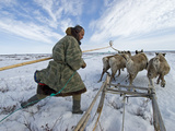 A Nomadic Komi Reindeer Herder, Drives His Team Through Spring Snow Photographic Print by Gordon Wiltsie