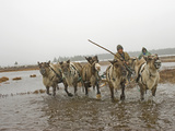 A Nomadic Komi Reindeer Herder Drives Through a Pool on Permafrost Photographie par Gordon Wiltsie