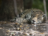 Portrait of an Endangered Jaguar, Panthera Onca, at Rest Photographic Print by Roy Toft