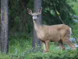Portrait of a White-Tailed Deer, Odocoileus Virginianus Photographic Print by Roy Toft
